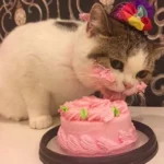 Cats Eat Cake