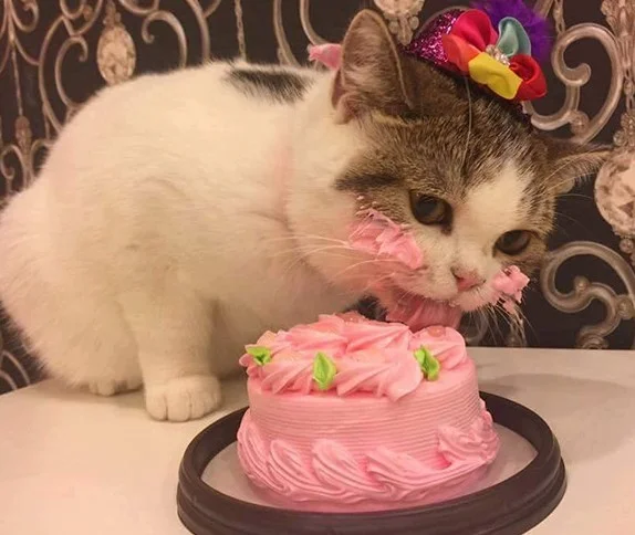 Cats Eat Cake