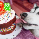 Dogs Eat Red Velvet Cake